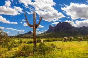 Picacho Peak-6337.jpg